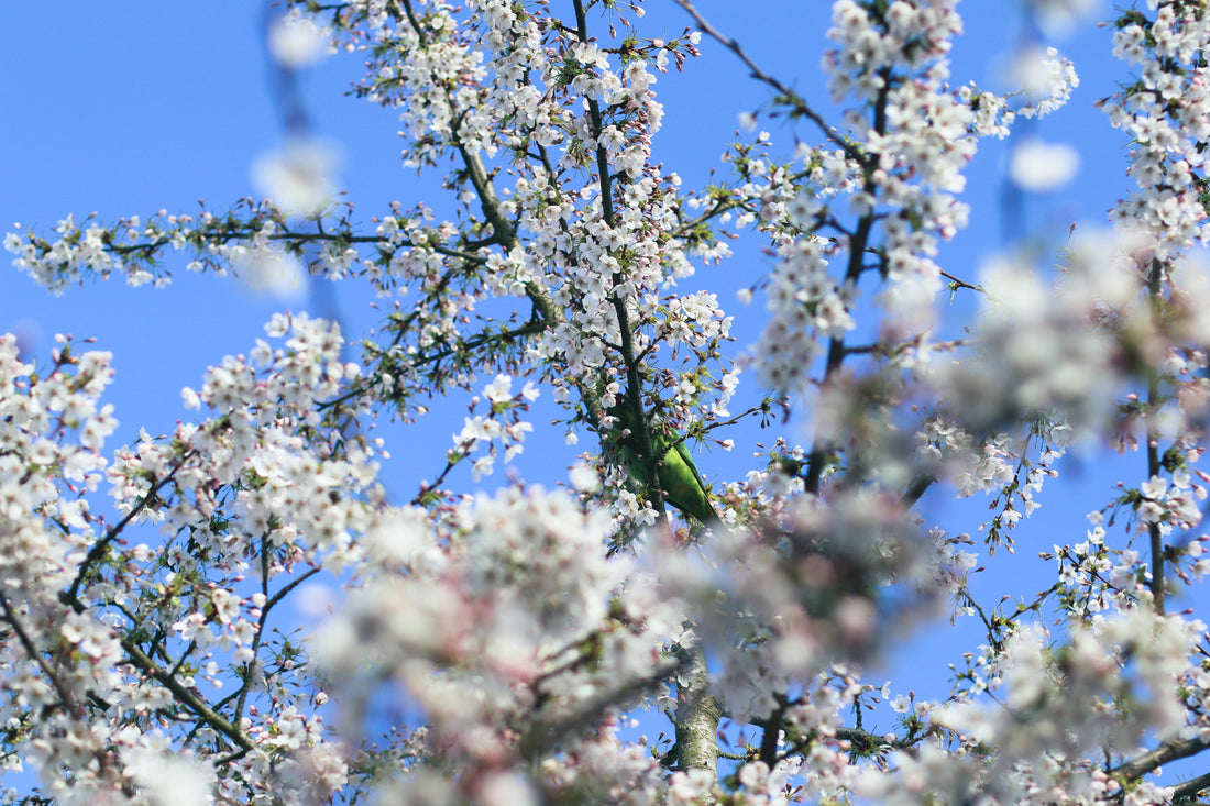 The Easter Reset: Gentle Scalp Rituals for a Long Weekend of Renewal