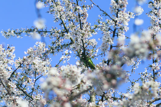 The Easter Reset: Gentle Scalp Rituals for a Long Weekend of Renewal