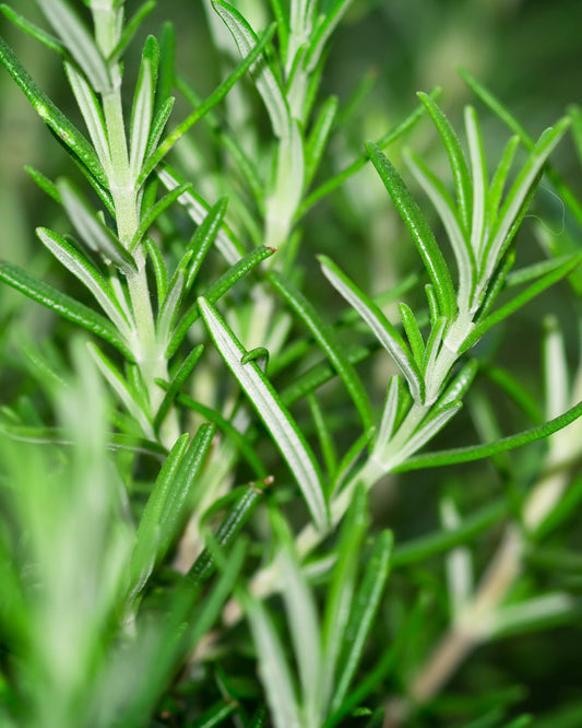 Unlocking Rosemary Oil: How to Safely Harness Its Power for Healthier Hair and Scalp